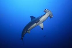 Tobago Dive Centre - Extra Divers Hammerhead shark